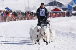 Lenk 2013